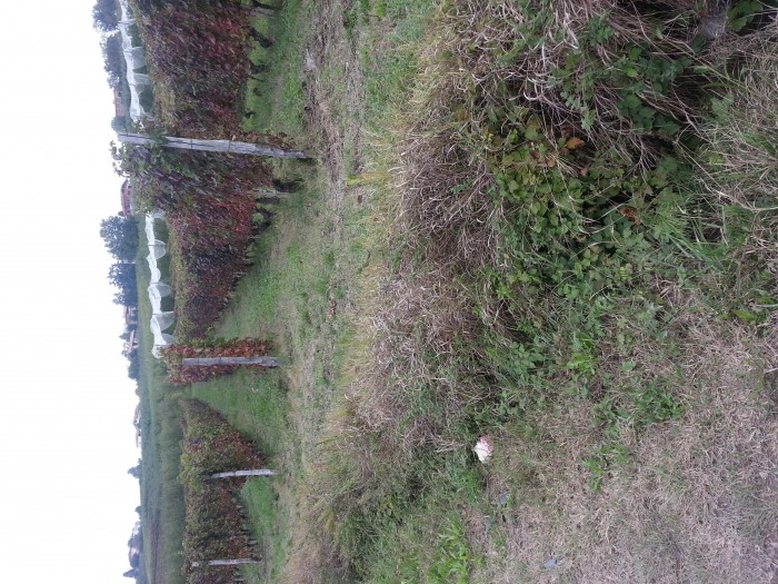 Foto 5 Terreno in Vendita in Via Zoccola 10 - Calamandrana (AT)