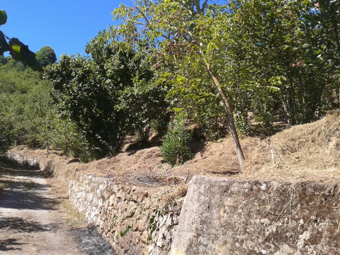 Foto 3 Terreno in Vendita in Contrada Pullo - Tortorici (ME)