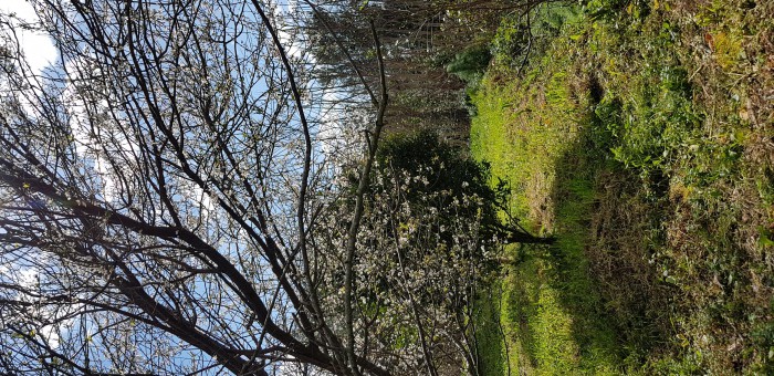 Foto 3 Terreno in Vendita in Via Coste Sant'Angelo - Pozzuoli (NA)
