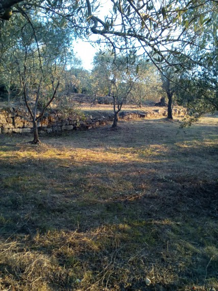 Foto Terreno in Vendita in Contrada Salsa - Gravina in Puglia (BA)
