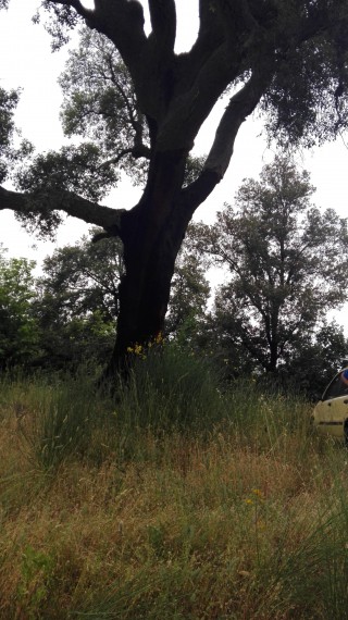 Foto 2 Terreno in Vendita in MONTORSAIO - Campagnatico (GR)