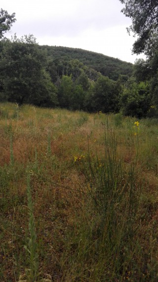 Foto 4 Terreno in Vendita in MONTORSAIO - Campagnatico (GR)