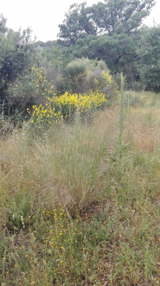 Foto 5 Terreno in Vendita in MONTORSAIO - Campagnatico (GR)