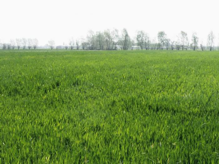 Foto Terreno in Vendita in Via Giosuè Carducci - Medesano (PR)