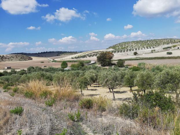 Foto Terreno in Vendita in Strada Provinciale 57 - Noto (SR)