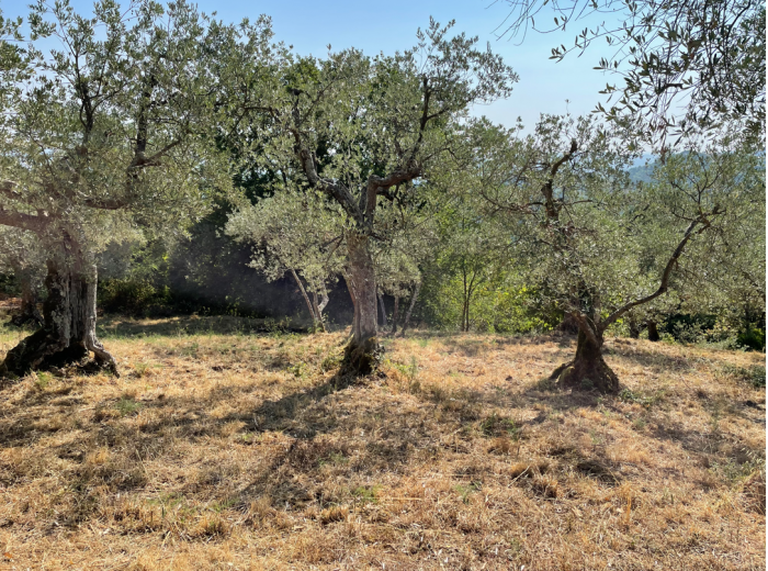 Foto 4 Terreno in Vendita in Via Di Moncioni - Montevarchi (AR)