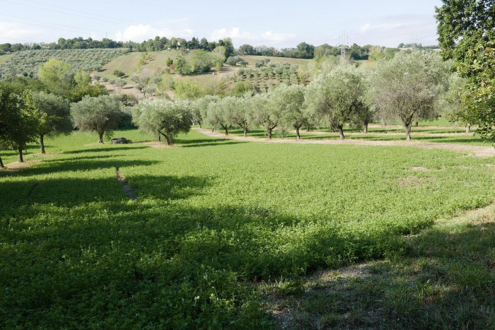 Foto Terreno in Vendita in Scapezzano - Senigallia (AN)