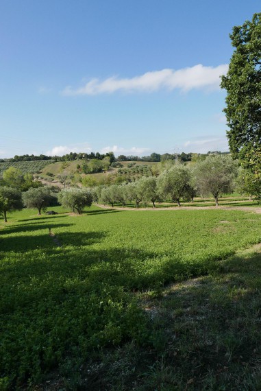 Foto 3 Terreno in Vendita in Scapezzano - Senigallia (AN)