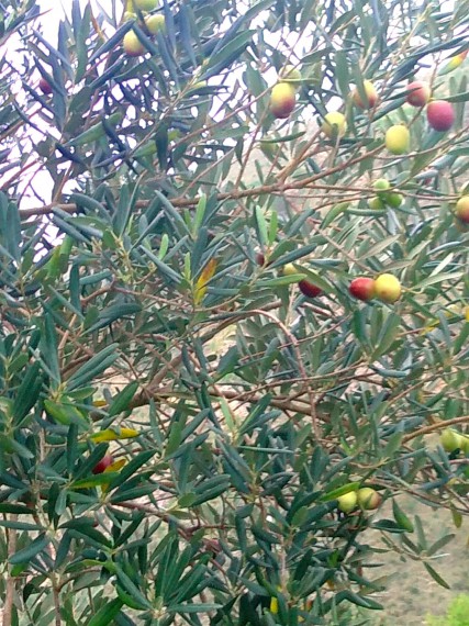 Foto 5 Terreno in Vendita in Contrada Pilato Fraginesi - Castellammare del Golfo (TP)