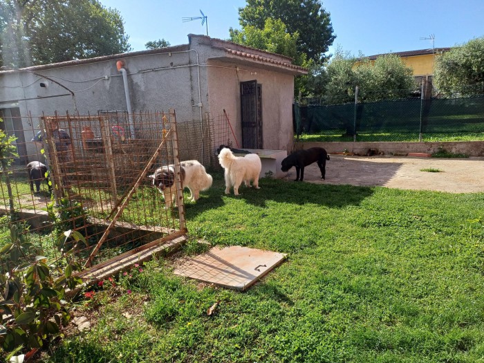 Foto 4 Casa indipendente in Vendita in Via Casilina Snc - San Cesareo (RM)