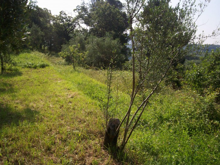 Foto 4 Cielo-terra in Vendita in Paghezzana - Fosdinovo (MS)