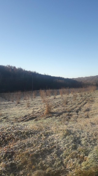 Foto Terreno in Vendita in Via Riavolo 100 - Dogliani (CN)