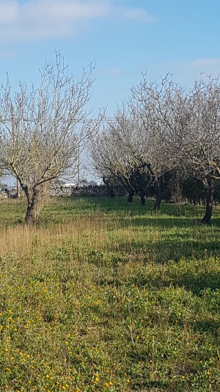 Foto Casa indipendente in Vendita in Via Per Crispiano - Martina Franca (TA)