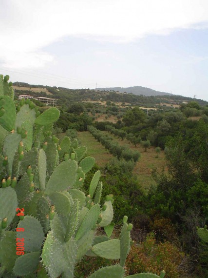 Foto 5 Casa indipendente in Vendita in Contrada Tesauro N 57 - Cerchiara di Calabria (CS)