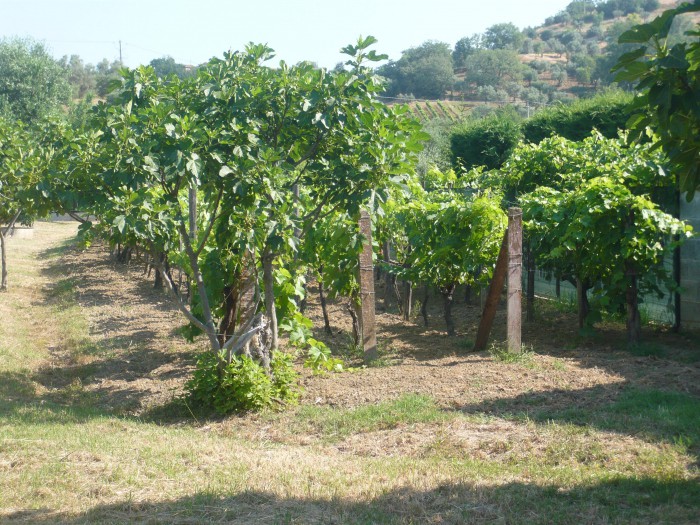 Foto 4 Terreno in Vendita in Contrada Cataldo 256 Mongrassano CS - Mongrassano (CS)